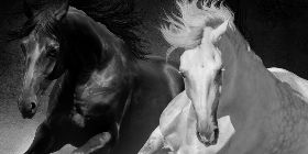 Trust-your-Horse Theoriekurs: 'Emotionslos Reiten - klare Kommunikation durch innere Ruhe'